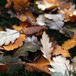 osz2_oszi_falevelek_oszi_idojaras