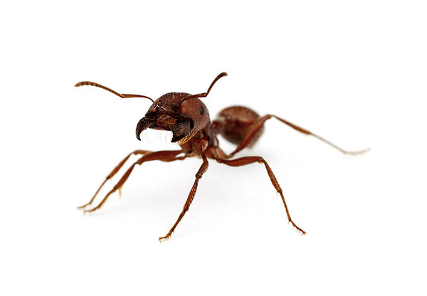 Pogonomyrmex_barbatus_hangya