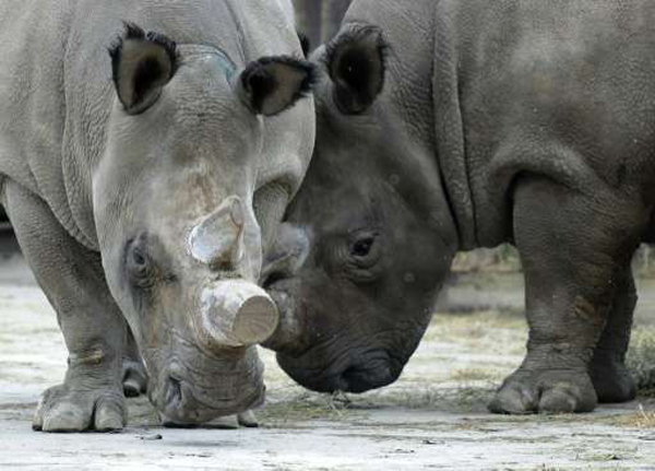 szelesszaju_orszarvu_2015