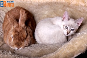 allatmentor_program_nyul_macska1