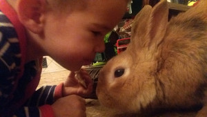 tihamer_budaorsi_allatmenhely66