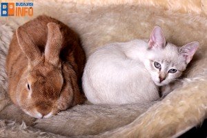 allatmentor_program_nyul_macska1