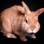 allatmentor_program_nyul_macska6