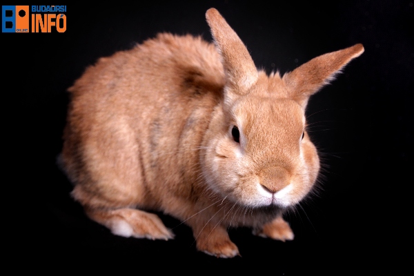 allatmentor_program_nyul_macska6