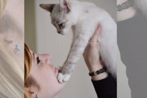 orokbe_fogadott_cica_budaorsi_allatmenhely9