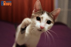 budaorsi_allatmenhely_16_02_14_stella_cica4