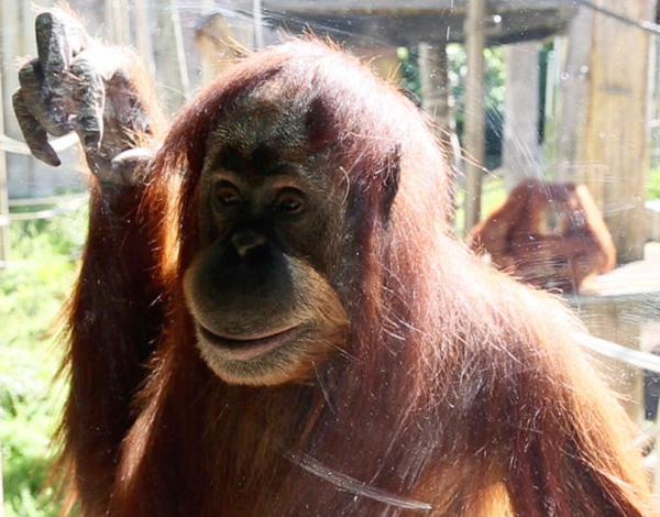 orangutan_melbourni_allatkert_2016