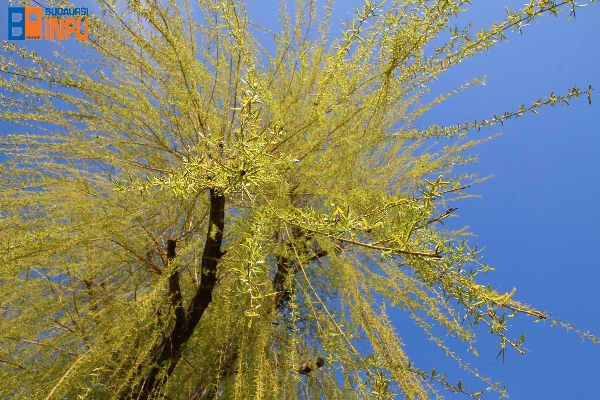 16_03_24_kesjar_fuzfa2