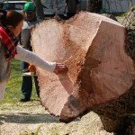 16_03_24_kesjar_fuzfa28