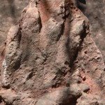 dinoszaurusz_elodje_labnyom_Olesa_de_Montserrat