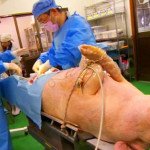 diszno_sertes_tudomany