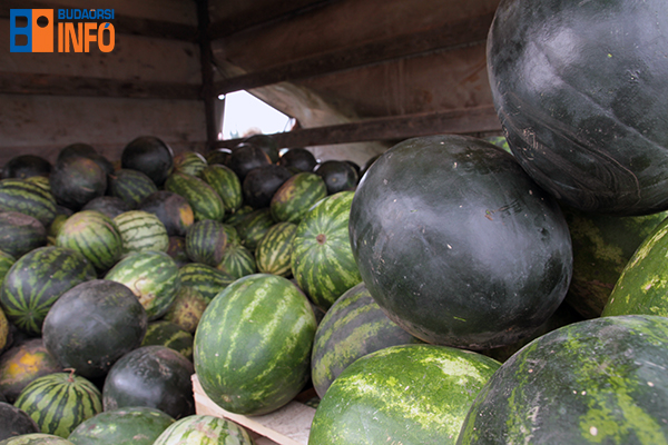 16_07_27_dinnye_demonstracio10