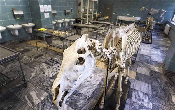 allatorvosi_egyetem_eloado_terem_allat_mutet_gyogyitas_kutya_macska