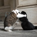downing_streeti_macska_konfliktus