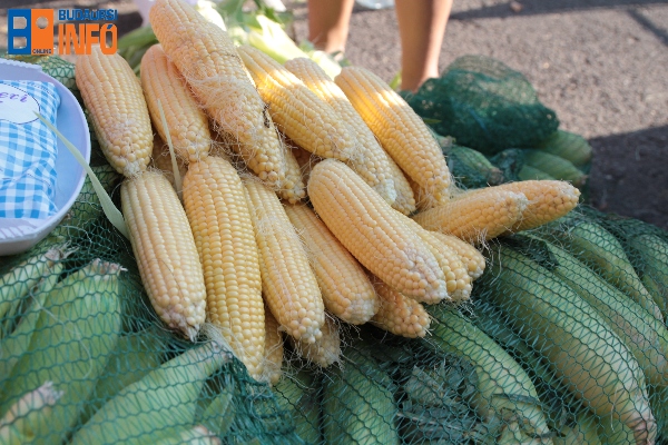 kukorica_gazdapiac (4)