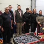 gazdakor_gyumolcs_mento-3