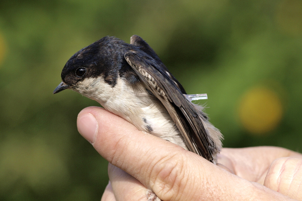 molnarfecske_megjeloles_geolokatorral