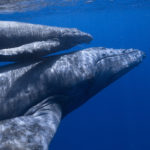 hosszuszarnyu_balna_borju