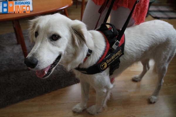 bulake_vakvezetokutya (1)