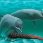 delfin_Inermorostrum_xenops_30millio_eves