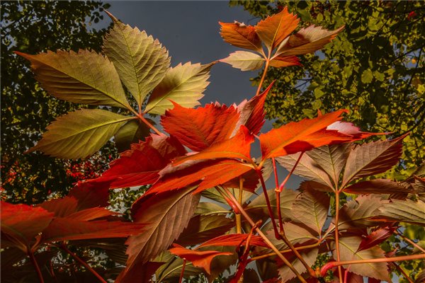 oszi_idojaras_falavel