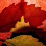 oszi_idojaras_falavel2