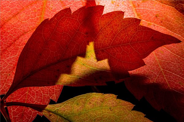 oszi_idojaras_falavel2