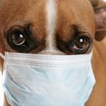 kutya_betegseg_influenza