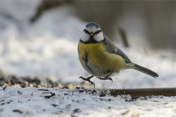 madar_etetes_telen_02_kek_cinege