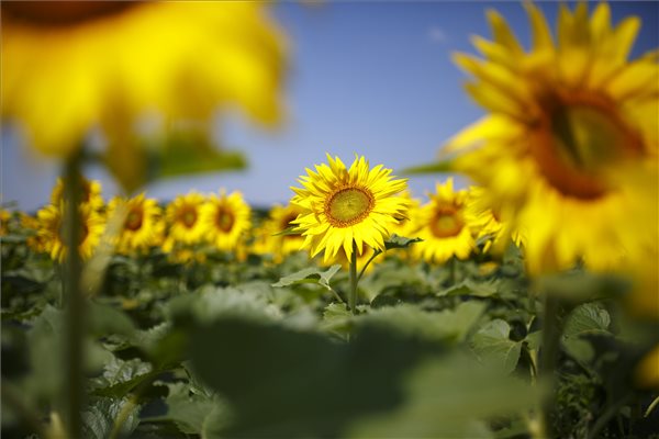 napraforgo_2_2018jun