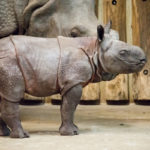 nyiregyhaziallatkert