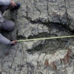 megtalaltak_egy_145_millio_evvel_ezelotti_vadaszat_nyomait-600x315-crop