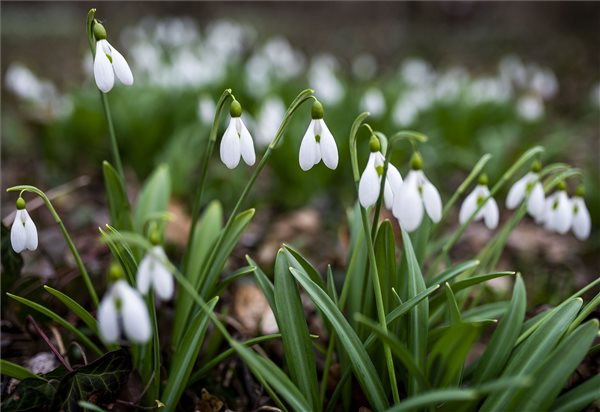 tavasz_hovirag_2019marc