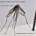 zebraszunyog_tigrisszunyog_AE_albopictus