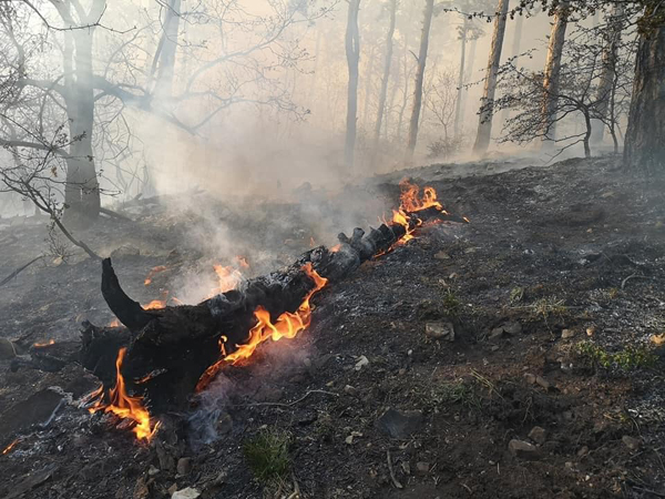 eg_az_erdo_budaorson5_2020apr10_budaorsi_tuzoltok_kepe