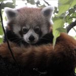 voros_macskamedve_kis_panada_Bendeguz_allatkert_2020