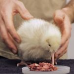 madarvilaglegritkabbmadara