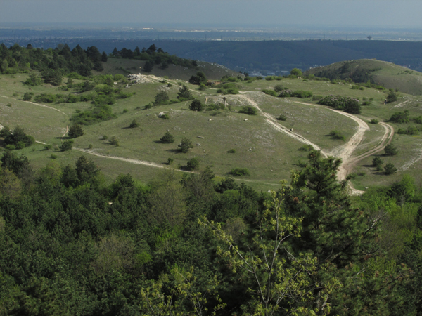 budaorsi_koparok_gubovirag_tanosveny