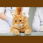 koronavirus_allatok_vakcina_macska_oltas_injekcio