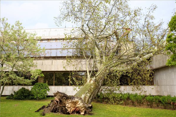 A viharban kidőlt, két méter törzsátmérőjű, harminc méter magas öreg platánfa a Margitszigeten 2021. május 5-én. MTI/Lakatos Péter