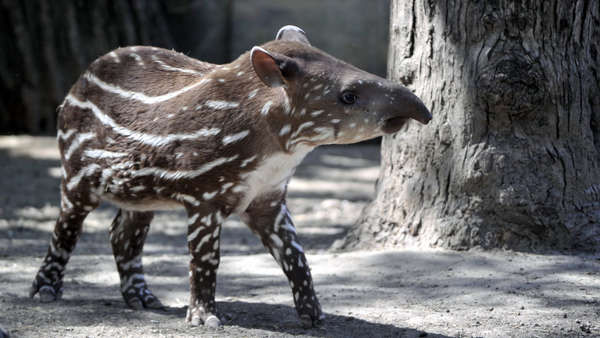 tapir