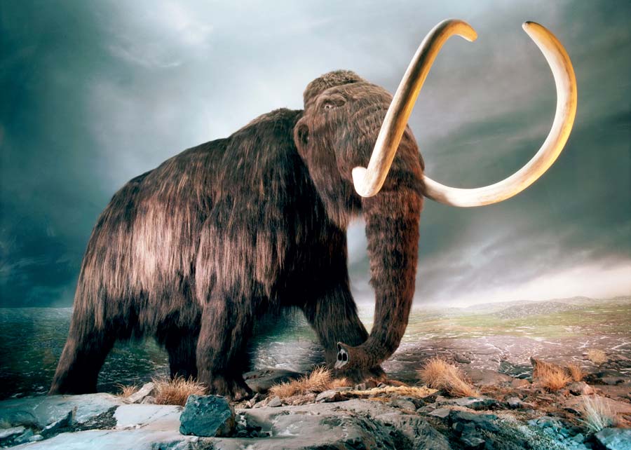 mamut
