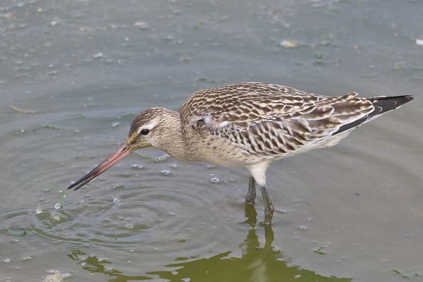 kis_goda_Limosa_lapponica