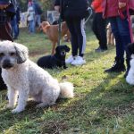 budaorsikutyasfelvonulas_budarosino10jocselekedet20211121 (16)