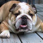 angol_buldog