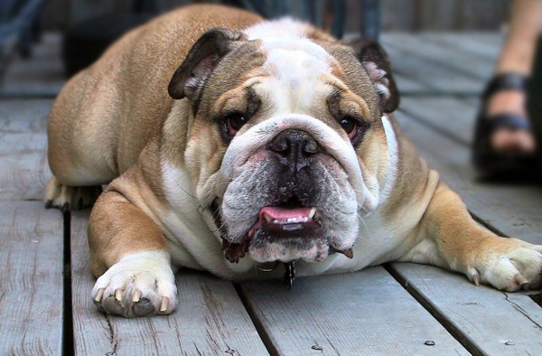 angol_buldog