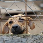 menhely2022_ovi (15)