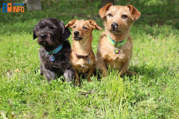 kutyasprogramkamaraerdo202304 (2)