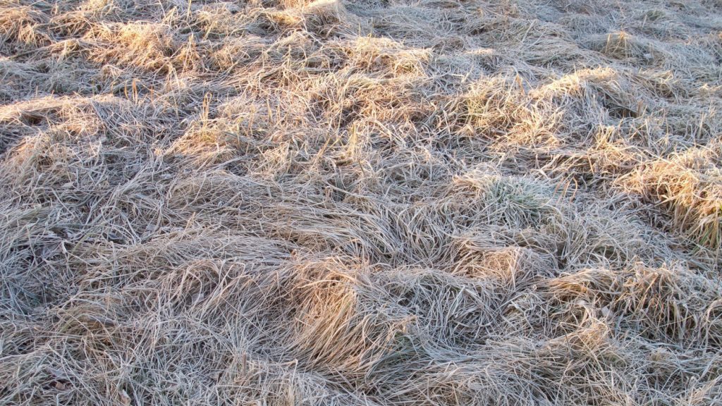 termeszetkarositas_pixabay