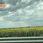 szolnok_napraforgo_felhok_2025jul12